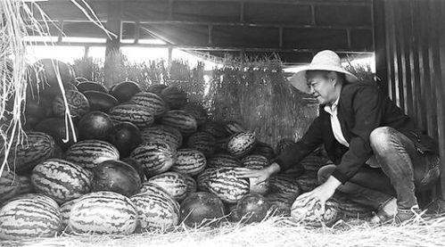 沁阳吃瓜群众事件视频曝光,视频曝光揭示惊人真相