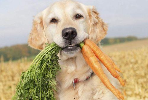 外国人吃狗瓜视频大全集,揭秘外国人品尝狗肉的独特体验