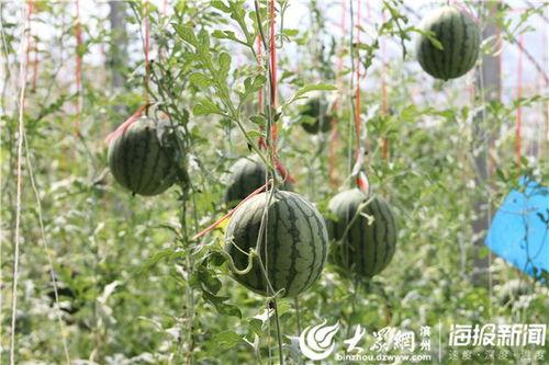 大连地区吃瓜视频,吃瓜视频带你领略本地美食文化