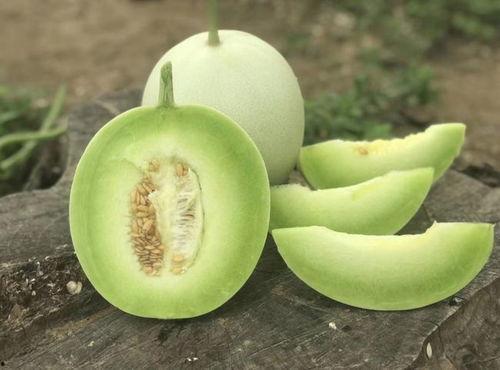 甜瓜小青虫吃瓜视频下载,一场瓜虫的美食盛宴