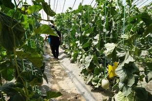 大型吃瓜的视频,揭秘娱乐圈幕后真相