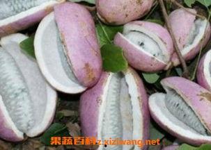 八月瓜吃兔子视频,揭秘神秘野味烹饪技巧