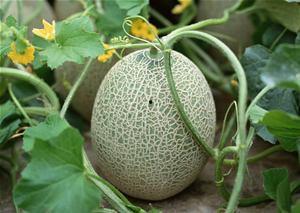 宠物吃哈密瓜好吗视频,哈密瓜对宠物的影响揭秘