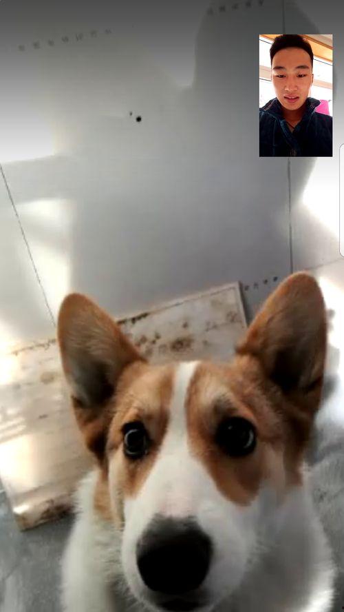 柯基吃白兰瓜好吗图片视频